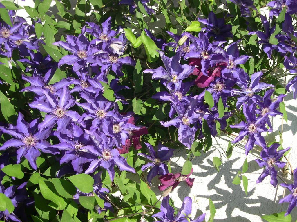 Landhaus Gailer 特雷芬 外观 照片